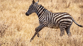 zebra, tanzania, hewan, Afrika, margasatwa, alam, serengeti