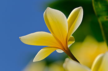 plumeria, frangipani, floare tapet, floare, flori frumoase, floră, natură, fundal de floare, grădină, Frangi Pani