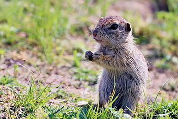 gopher, rodent, pup, mammal, animal, standing, nature, cute, food, meadow, radouč