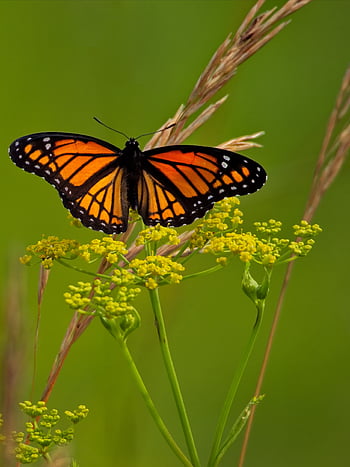 Schmetterling, Insekt, Garten, Sommer-, Detail, Fehler, Flügel, Natur, wild, draussen, Tierwelt