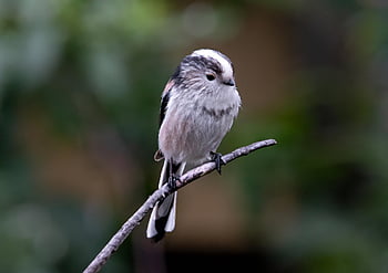 새, 긴 꼬리 젖꼭지, 동물, aegithalos caudatus, 야생 생물, 깃털, 분기, 앉은, 자연, 들새 관찰, 부리