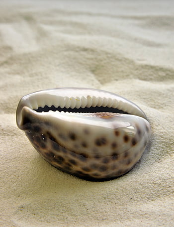 shell, pláž, písek, mušle, měkkýš, letní, pobřeží, detailní, Pozadí, tapety