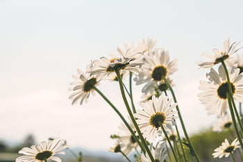 daisies, beautiful Flowers, flower, bloom, meadow, flower Background, spring Flowers, wildflowers, blossomed, flora, blossoms