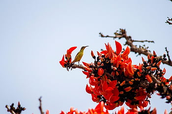 long-billed Spiderhunter, bird, flower Wallpaper, branch, flowers, buds, sacred Tree, animal, wildlife, beautiful Flowers, perched