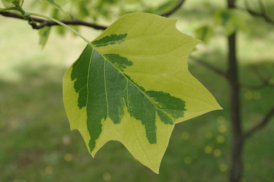 leaf, nature, tree, growth, foliage, botany, forest, woods, wilderness