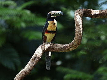toucan, bird, nature, animal, wildlife, plumage, avian, water, river, costa Rica, tree