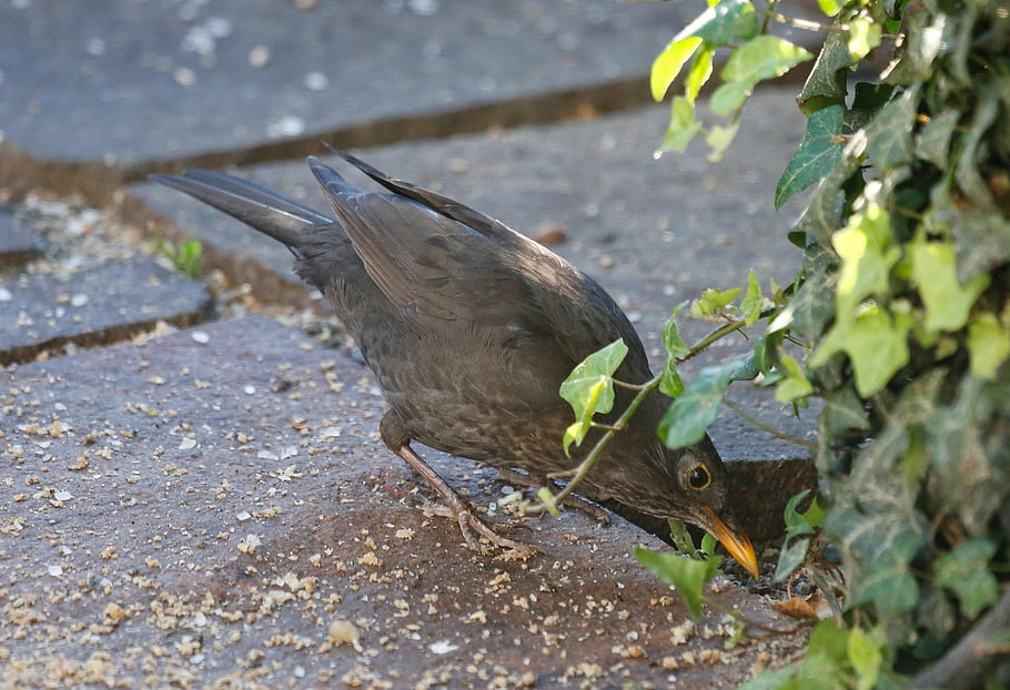 blackbird, bird, animal, wildlife, feathers, plumage, bill, foraging, nature