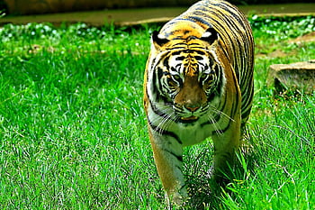 bengal Tiger, tiger, wild Animal, wildlife, benggala