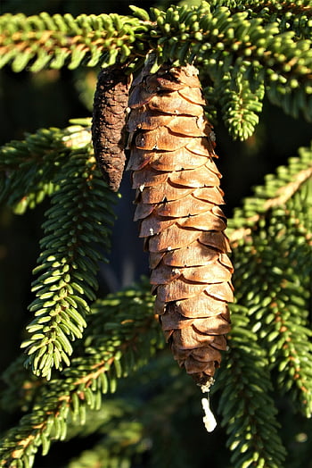 jedlová šiška, Spark Cone, Norský smrk, kužel semen, ovoce, stříbrná jedle, Pozadí, strom, Příroda, picea abies, rodina borovic