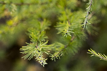 evergreen, tree, background, christmas, abstract, merry, green, holiday, nature, pattern, pine