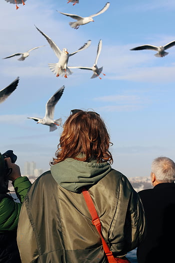 racky létání, Istanbul Waterfront, Bospor, lidé sledují, racky, Istanbul, nábřeží, Pohled na Bospor, venkovní scénu, pozorování ptáků, přírodní scéna