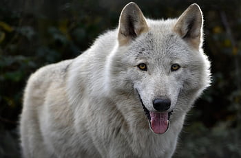λύκος, γκρι λύκος, λευκός Λύκος, ξύλο λύκος, canis lupus, κυνικός, κυνηγός, φύση, θηρευτής, σαρκοφάγο, θηλαστικό ζώο