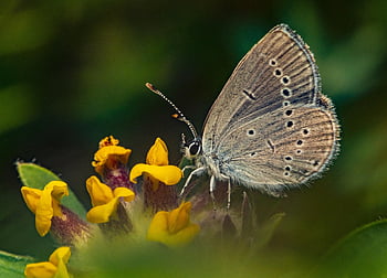 nature, insect, animal, butterfly - Insect, wildlife, summer, close-up, beauty In Nature, macro, green Color, animal Wing