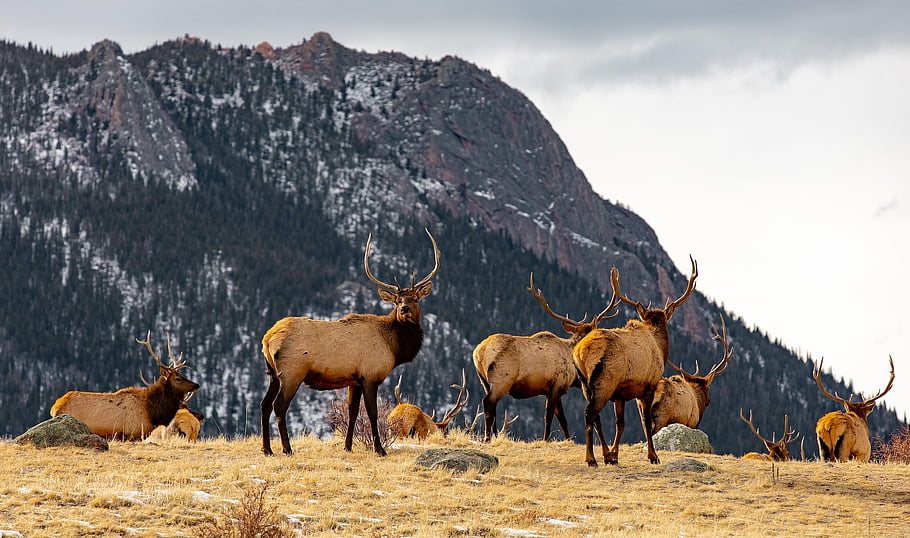 elks, antlers, nature, wildlife, animal, stag, mammals, colorado, wilderness, forest, wild