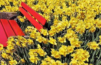 v parku, banka, okvětní lístky, lavice, žlutá, narcisy, roste, růst, zahrada, flóra, květinový