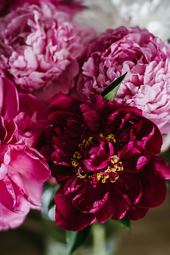 pink peony flowers, vibrant peony bouquet, rich red petals, spring decor, studio flowers, close-up flowers, fresh peonies, stunning peonies, pink and red peonies, floral bouquet, spring flowers