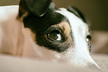 ジャックラッセル、 犬、 見て、 テリア、 可愛い、 自然、 動物、 犬歯、 子犬、 見ている、 面