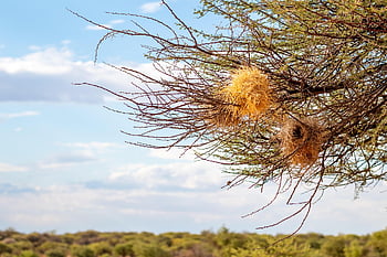 namibie, Afrika, poušť, sahara, Příroda, písek, safari, suchý, národní park, duna, step
