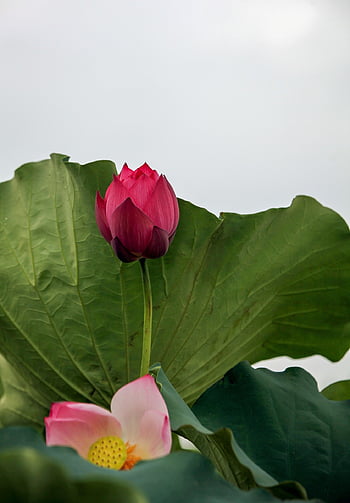 lootuksen kukka, vaaleanpunainen kukka, kukoistava, kukkivat, kasvisto, kasvi, vesikasveja, luonto, kasvitiede, lootuksen alkuunsa, Lotus tuoksu
