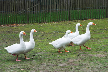 husy, hejno, dvůr, ptáků, vodní ptáci, vodních ptáků, zvířat, drůbež, bílá husa, husa, peří