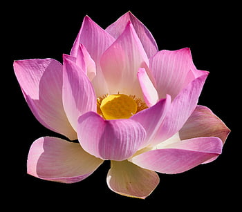 lotus, lily, lotus Png, lily Png, lotus Transparent Background, lily Has A Transparent Background, flower Png, flower Transparent Background, macro Photography, flower, beautiful Flower