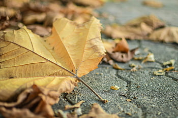 gelbes Ahornblatt, Herbstblätter, konkreter Pfad, trockene Blätter, Herbstsaison, Detaillierte Aufnahme, Ahornblätter, saisonale Veränderung, Outdoor-Szene, Naturfotografie, Blattbeschaffenheit