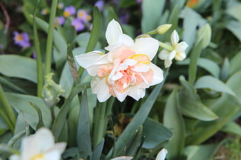 narcis, Narcissus bi-colours, Rybaření Narcisse, Příroda, jaro, kvetoucí