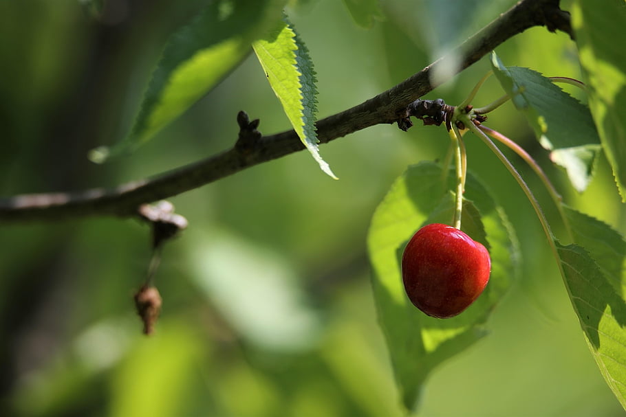 red Cherry, fruit, branch, leaves, plant, tree, nature, closeup, fresh, outdoor, agriculture