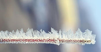 Frosted větev, ledové krystaly, zimní, makro snímek, zamrzlý, složitý led, detail, zimní scény, mrazivé větev, ledové útvary, zimní krajina