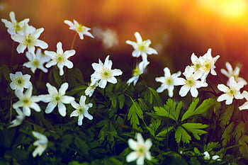 wood Anemones, forest, flower Wallpaper, forest Floor, flower Meadow, plant, anemone, spring, flower, nature, blossom