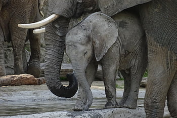 elephants, mother, baby, calf, offspring, elephant Tusks, tusks, elephant Trunks, pachyderm, wild, animals