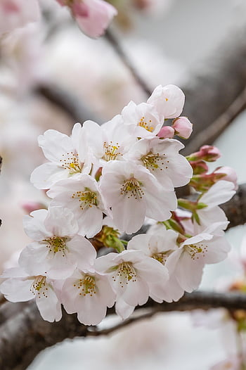flowers, beautiful Flowers, spring, peach Blossoms, cherry Blossoms, white Peach Blossoms, flower Background, nature, freshness, flower Wallpaper, trees
