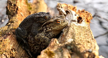 frogs, reproduction, piggyback, wolf Down, spider, pairing, pond, amphibians, frog, water, nature