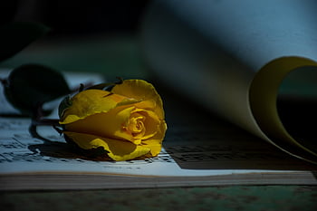 sarı gül, romantik, şiir, bağbozumu, okuma, açık kitap, taze gül, kitap kurdu, yeni, Metin, kitap günü
