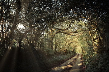 path, avenue, forest, passage, cornwall, england, trees, spring, landscape, nature, rural