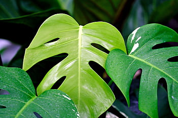 leaves, monstera Deliciosa, monstera, plant, nature